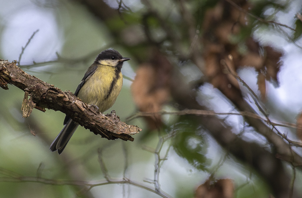 Mésange charbonnière..-1.jpg