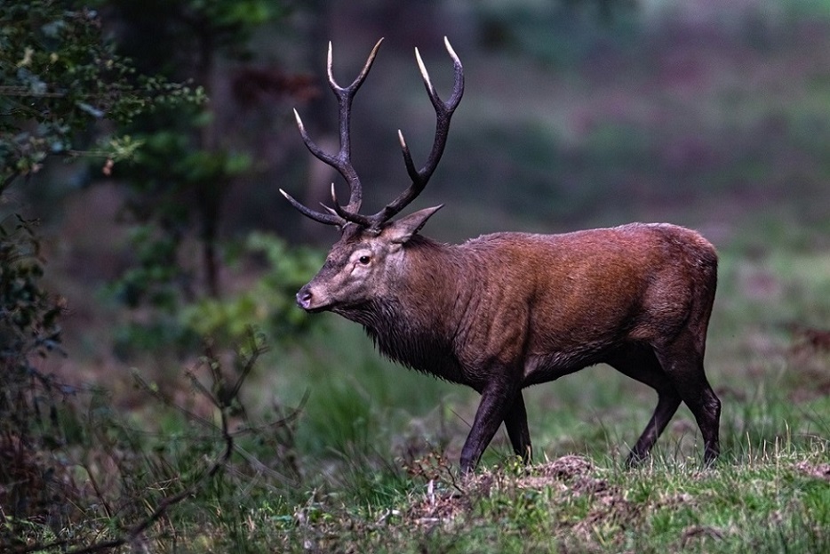 Cerf élaphe-Vougeot - Copie.jpg