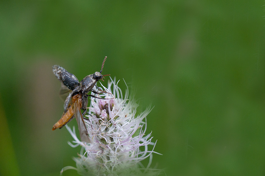 Agrypnus murinus.jpg