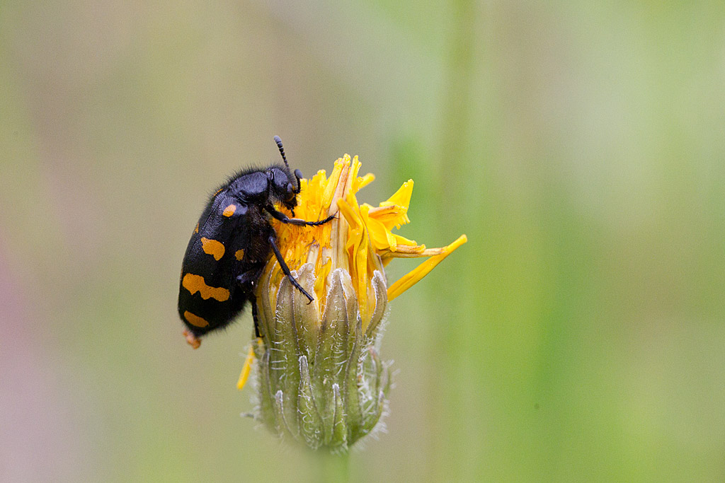 Hycleus polymorphus.jpg