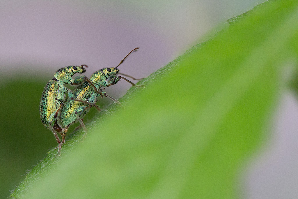 Phyllobius sp.jpg