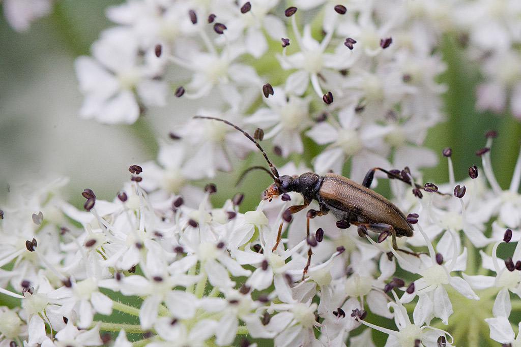 Pidonia lurida.jpg