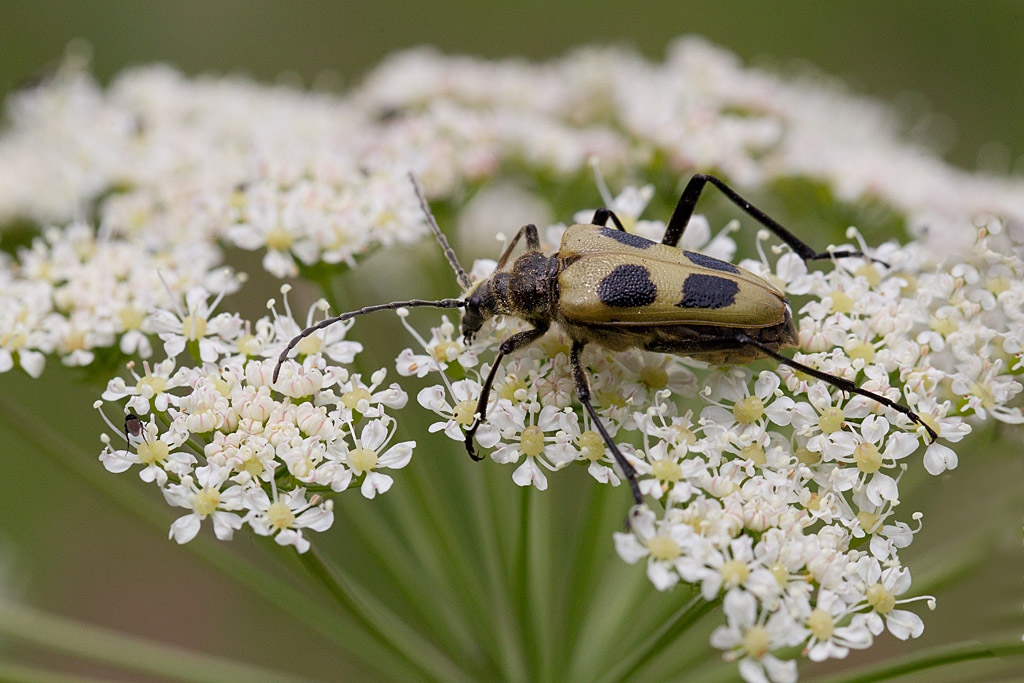 Pachyta quadrimaculata.jpg