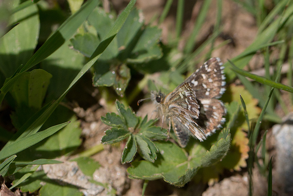 l'Hespérie des cirses - Pyrgus cirsii 2.jpg