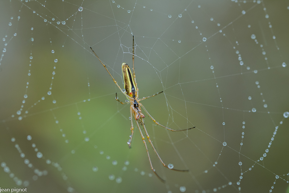 tetragnathe dans la rosée.JPG