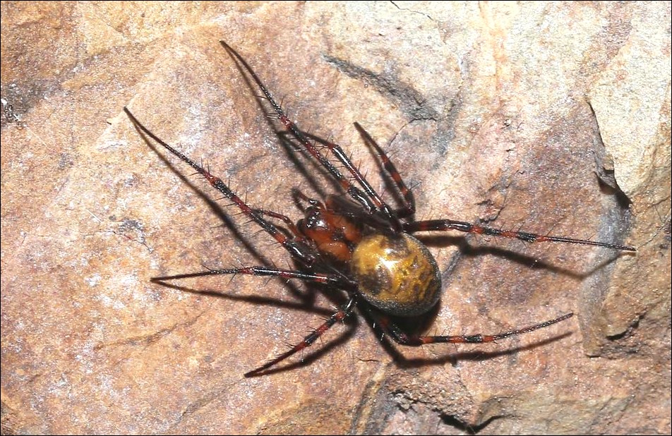 araneae_tetragna.jpg