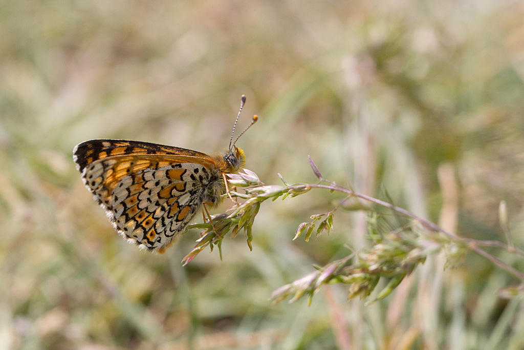 La Mélitée du plantain - Melitaea cinxia 1.jpg