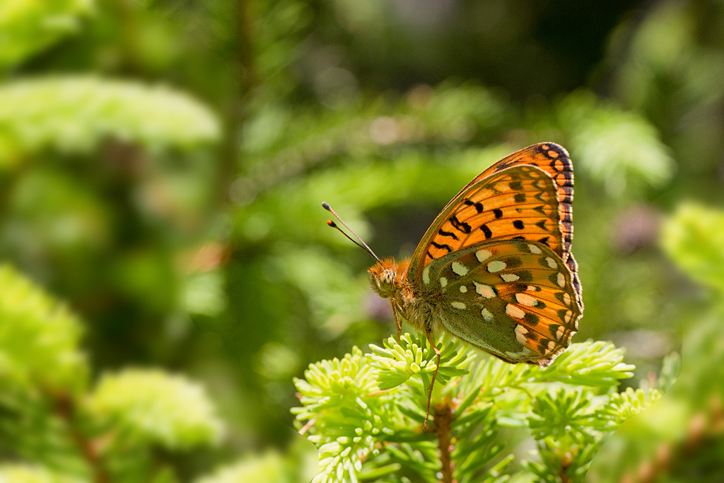 Le Grand Nacré ( Argynnis aglaja ) 8.jpg