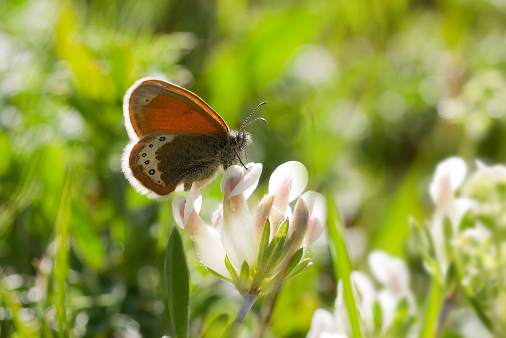 Le satyrion- Coenonympha gardetta 1.jpg