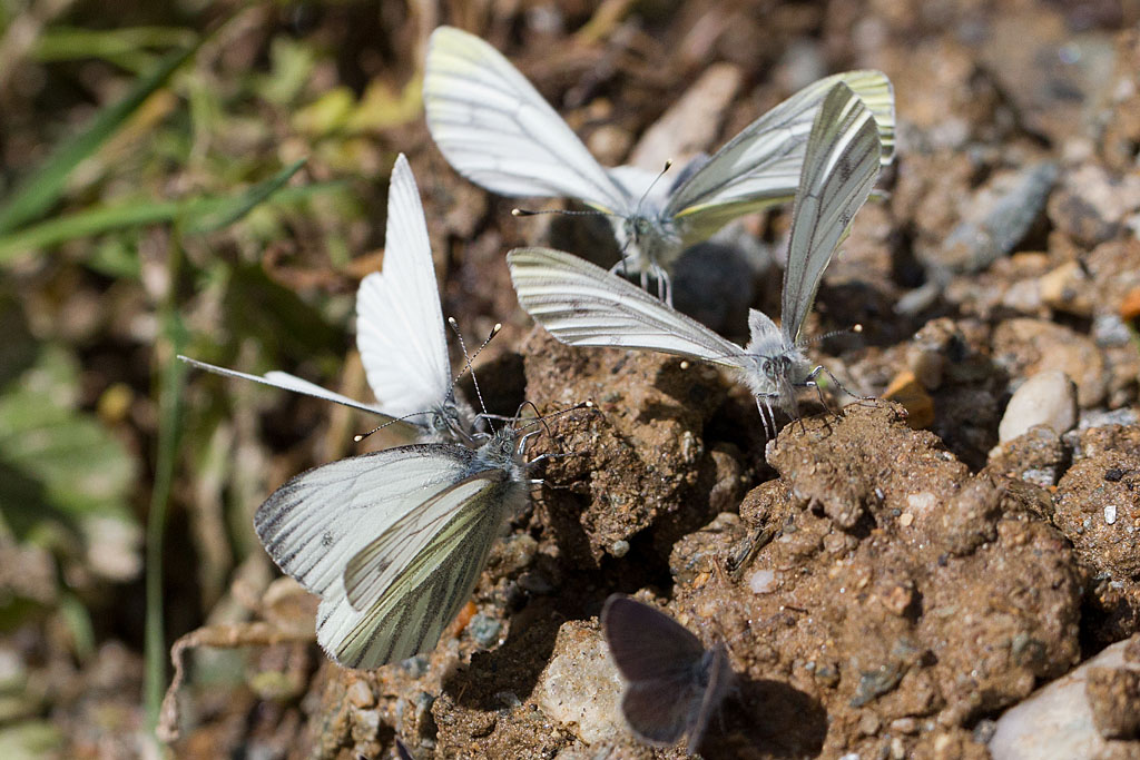 Pieris napi 13.jpg