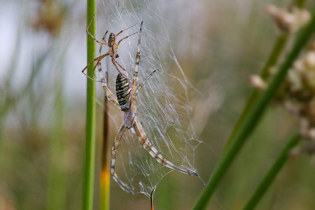 Argiope frelon.jpg