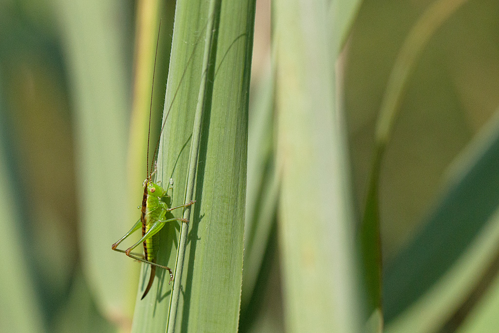 Conocephalus dorsalis.jpg