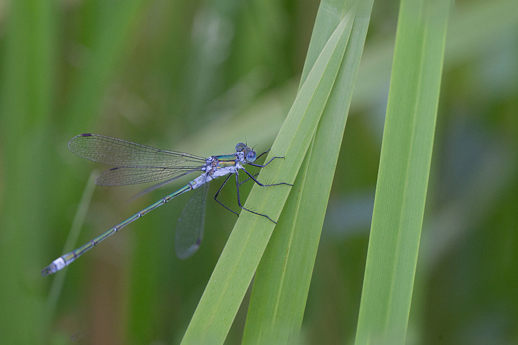 Leste dryade -  Lestes dryas M 6.jpg