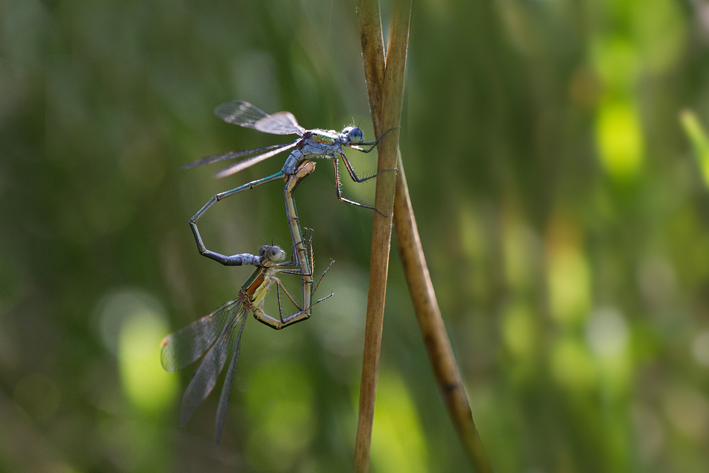 Leste fiancée - Lestes sponsa.jpg