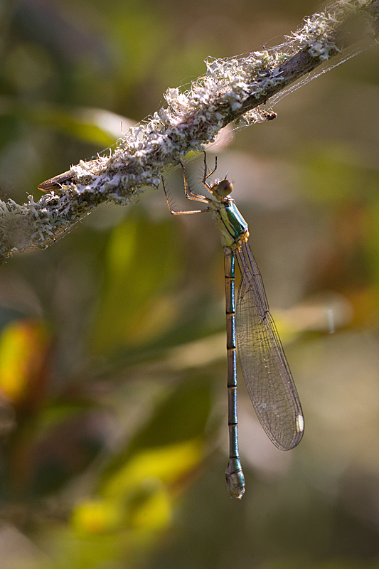 Lestes viridis F 3.jpg