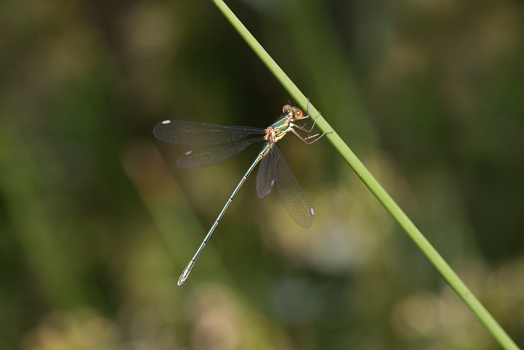 Lestes viridis M 8.jpg