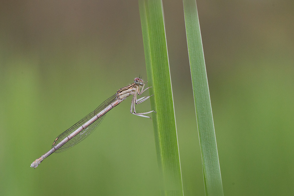 Platycnemis pennipes F.jpg