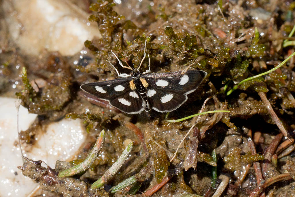 Botys à huit taches – Anania funestris.jpg