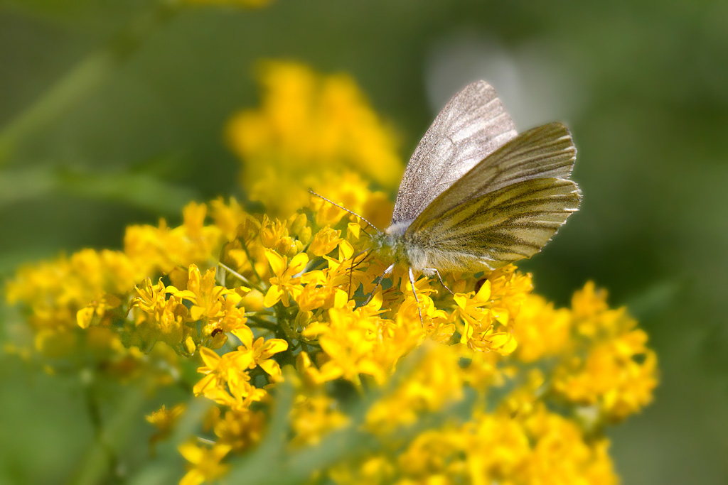 La Pieride de la bryone - Pieris bryoniae 1.jpg