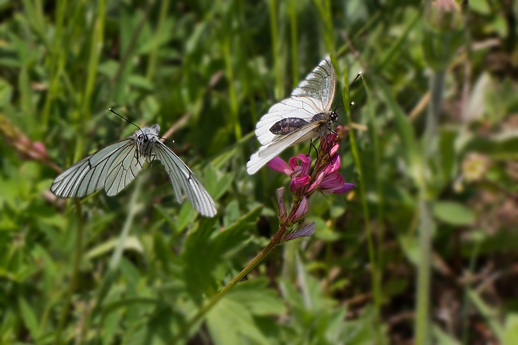 Le Gazé ( Aporia crataegi ) 9 IN.jpg