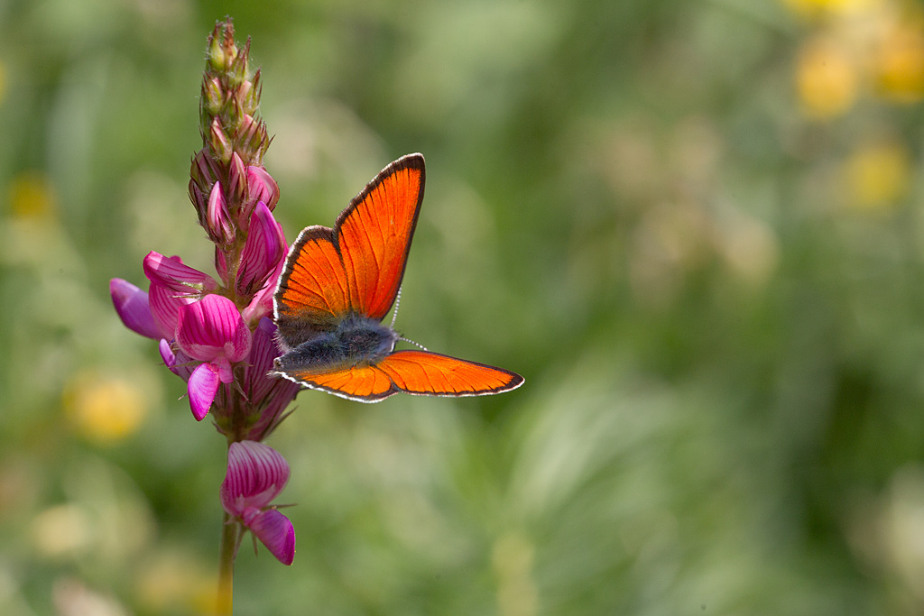 Le Cuivré écarlate ( lycaena hippothoe ) 4.jpg