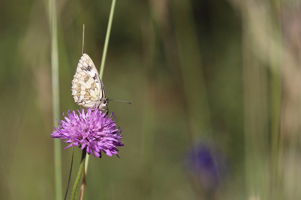 980 Papillon Demi-deuil.jpg