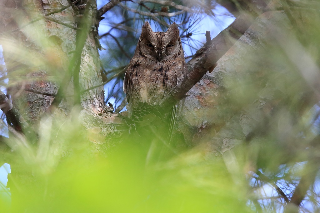 983 Petit-duc scops.jpg