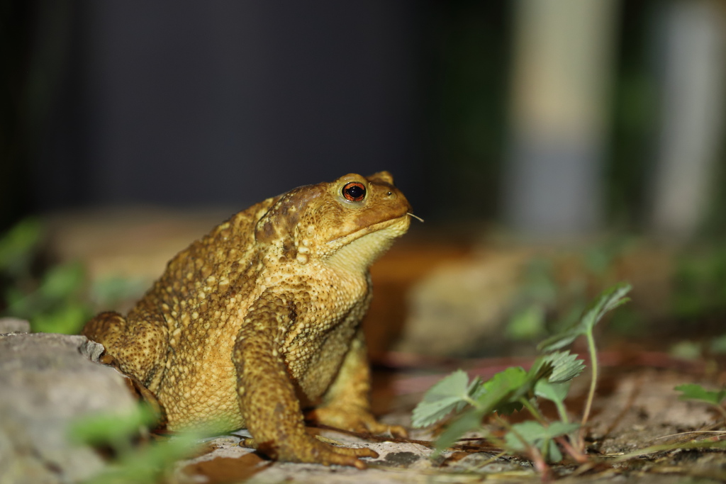 Crapaud commun epineux I&N.JPG