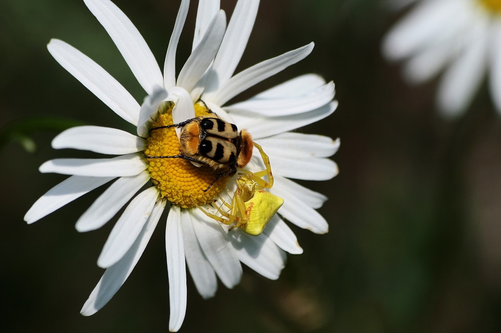 1 IMG_4471X Trichius fasciatus vs Thomisus onustus.JPG