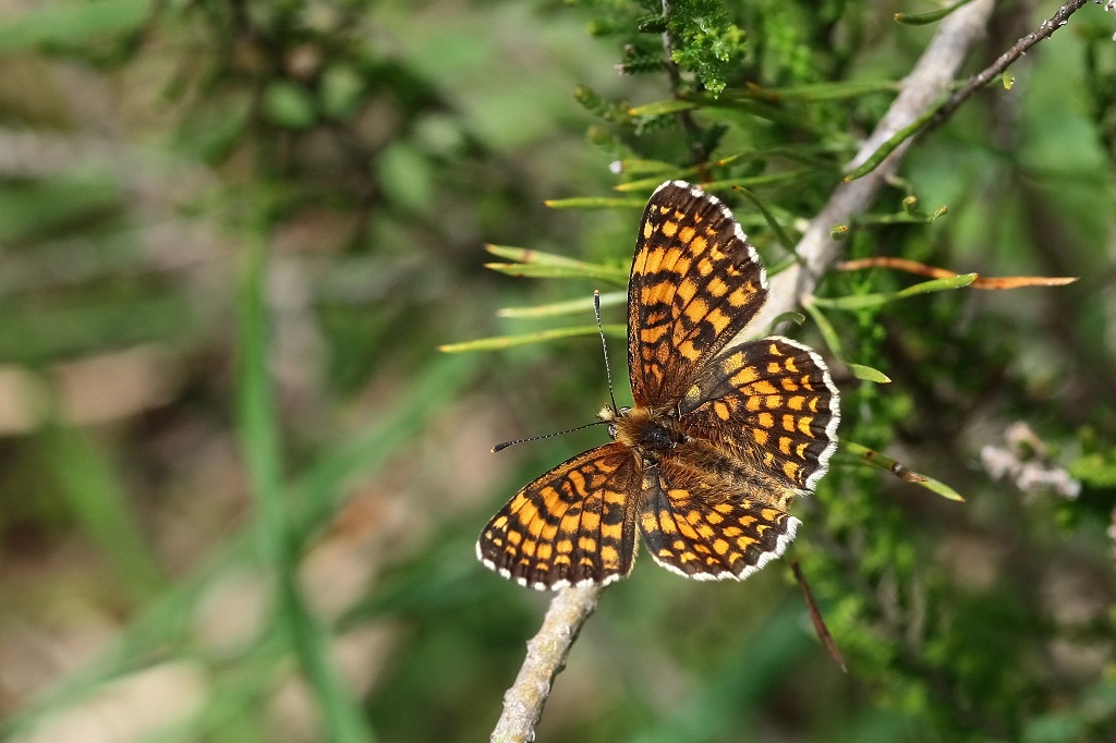 4 IMG_5952X Melitaea athalia M. des mélampyres.JPG