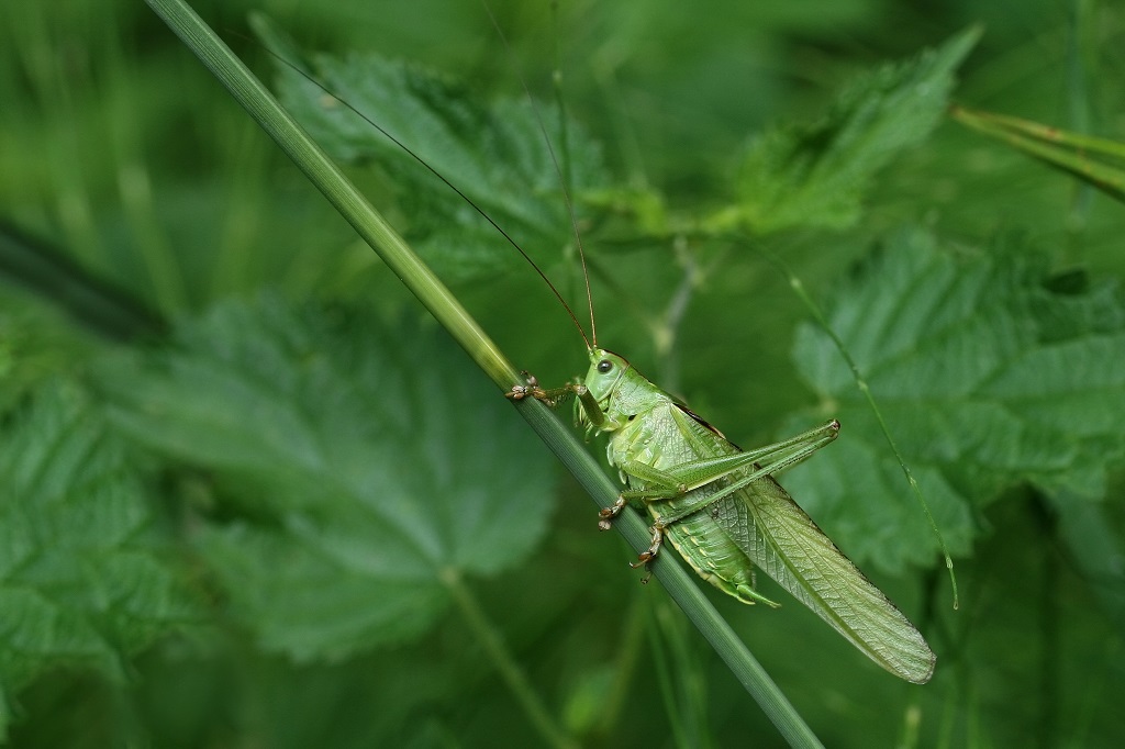 8 IMG_8517X Tettigonia viridissima.JPG