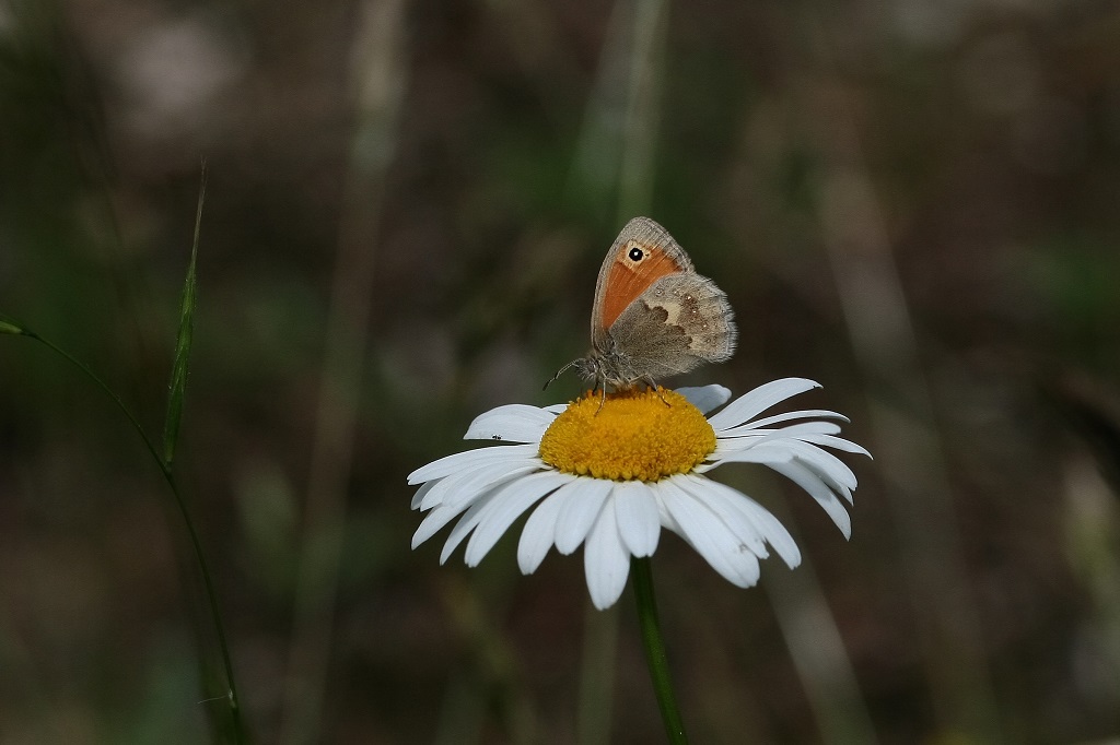 9 IMG_8636X Coenonympha pamphilus Fadet.JPG