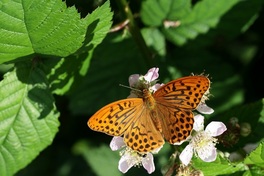 10 IMG_8816X Argynnis paphia  T. d'Espagne.JPG