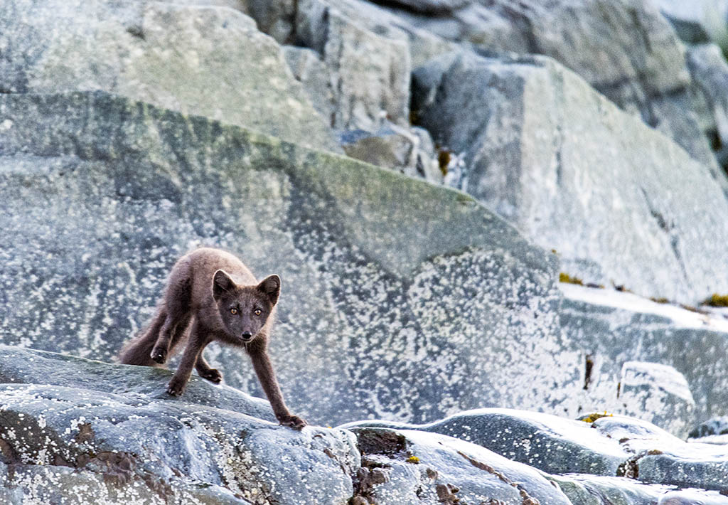 renard-polaire-vulpes-logopus_DSC8942.jpg