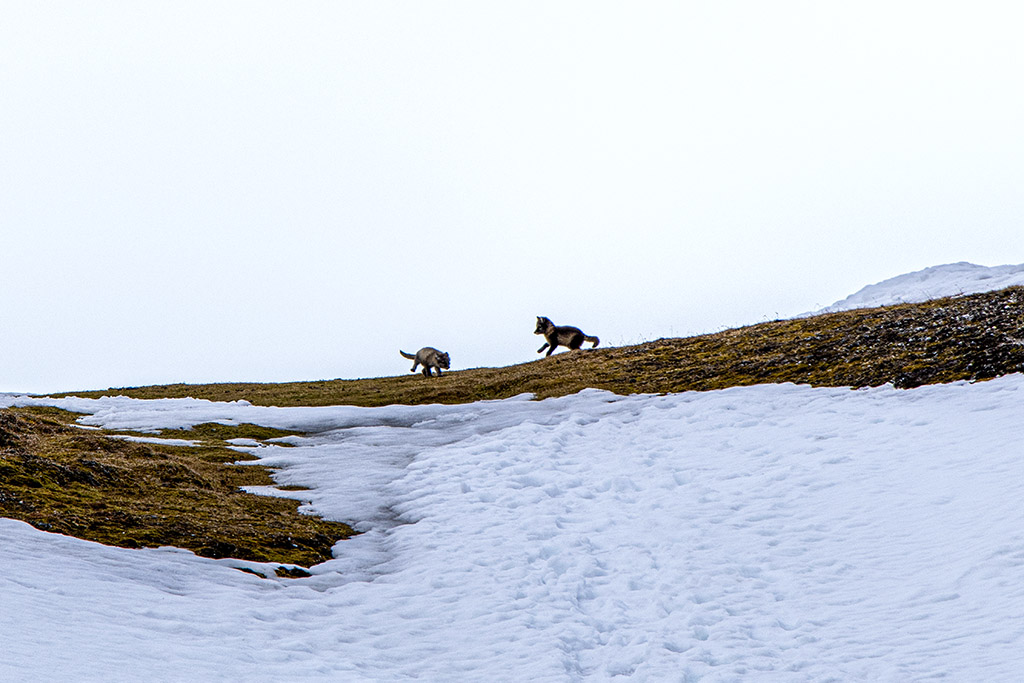 renards arctiques(alopex lagopus)_DSC1088.jpg