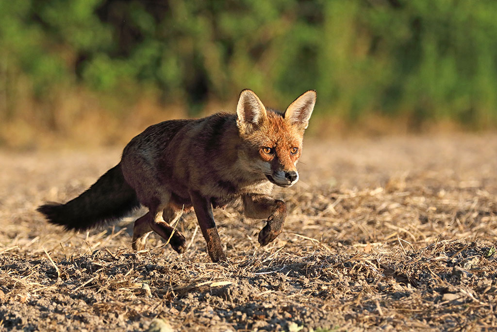 Renarde en chasse.jpg