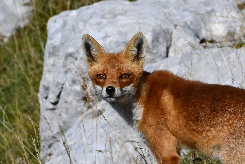 Renard Italien_49723799186_35e7f2d683_c.jpg