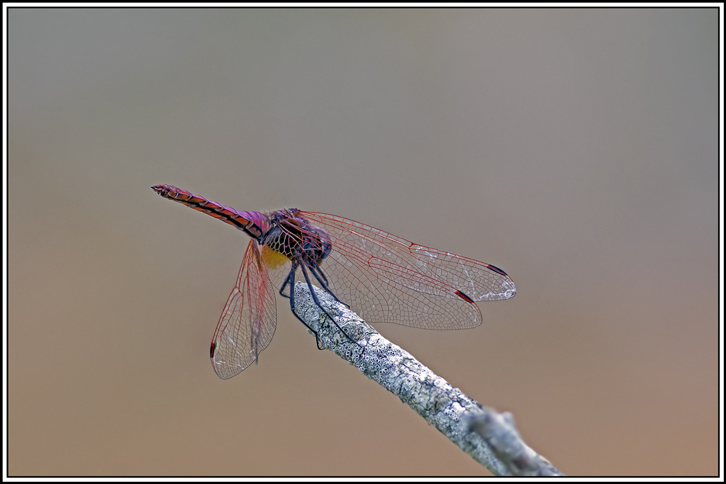 trithemis-pourpre(trithemis-annulata)(72_80).jpg