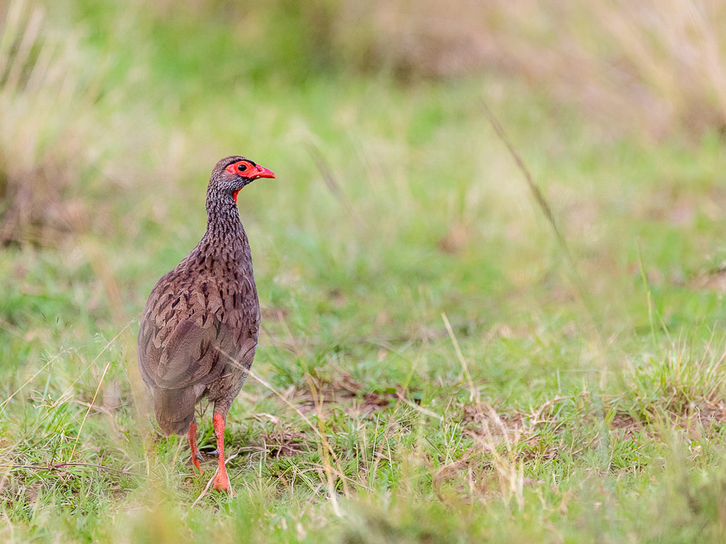 -A59I2957-2 Francolin à gorge rouge.jpg