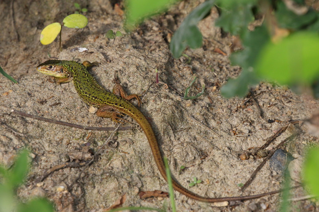 Lézard vert - Lacerta bilineata 25 I&N.JPG