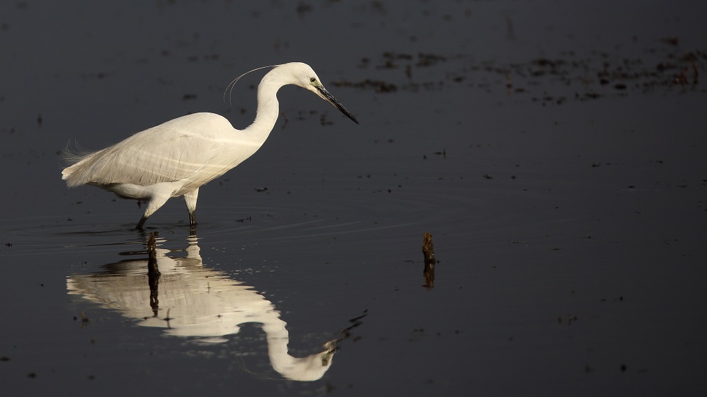 1035 Aigrette garzette.jpg