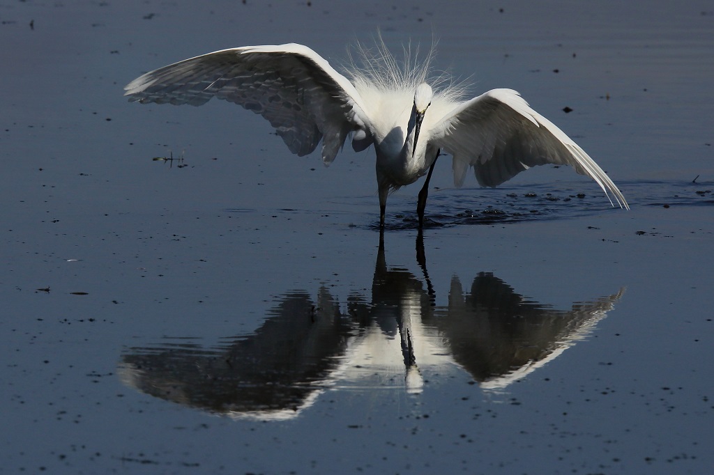 1036 Aigrette garzette.jpg