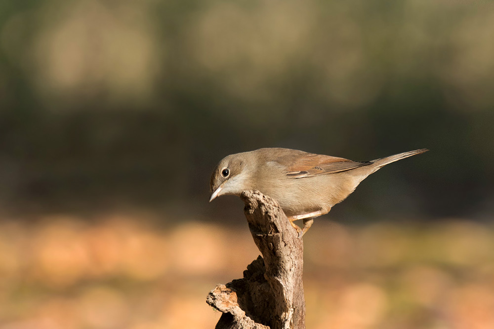 fauvette grisette.jpg