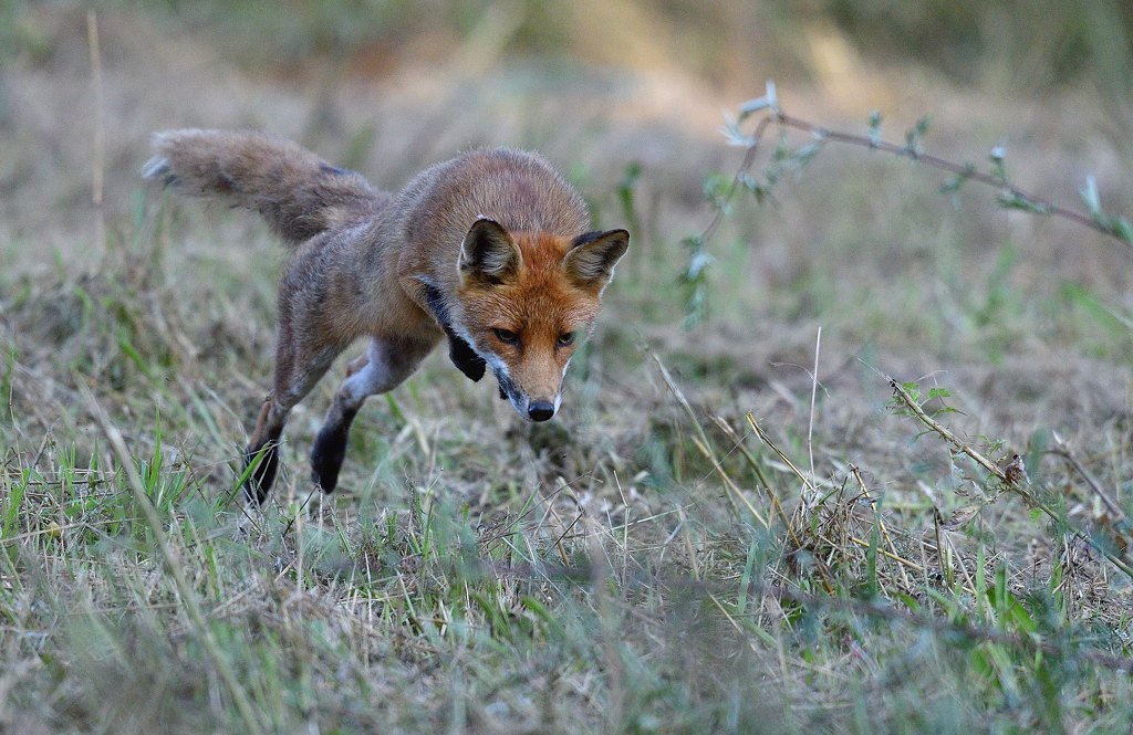 renard-14-2021 - Postée le 23 août 2021.jpg