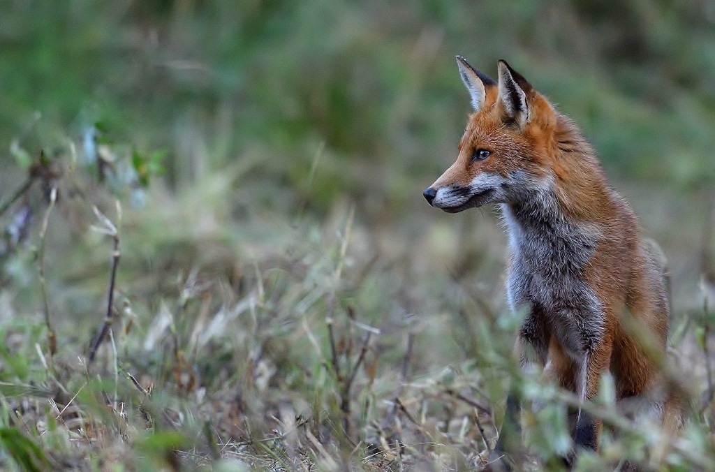 renard photo 13.jpg