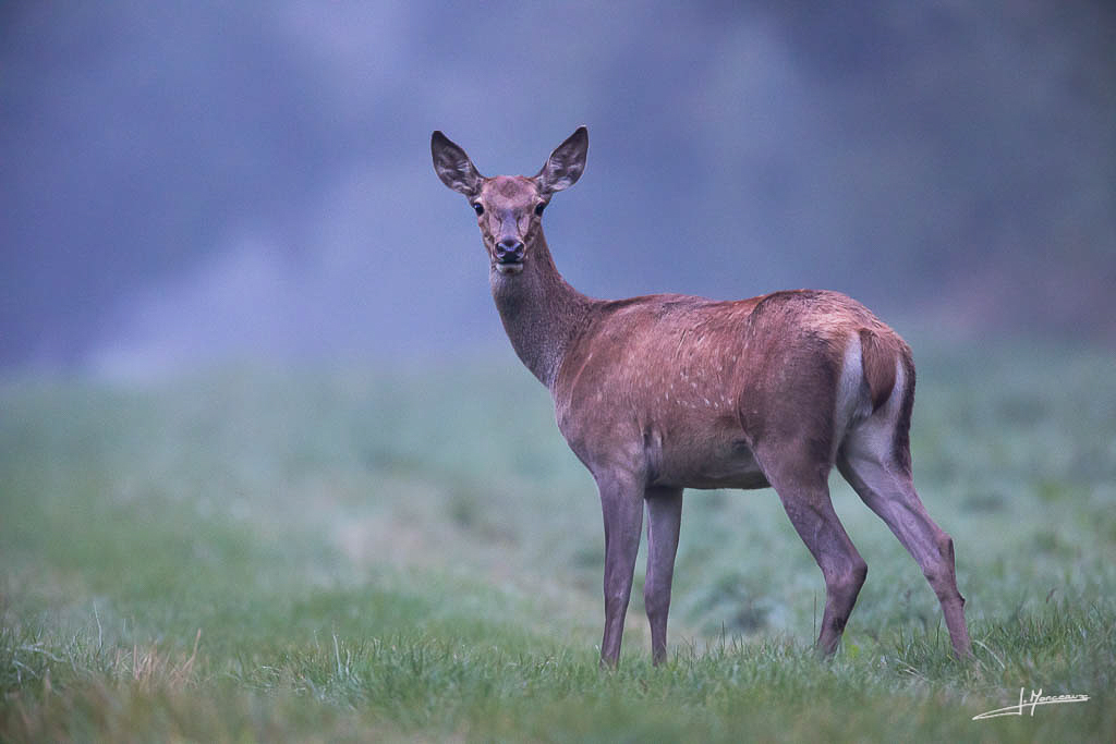 2021-09 cerf élaphe 006.jpg