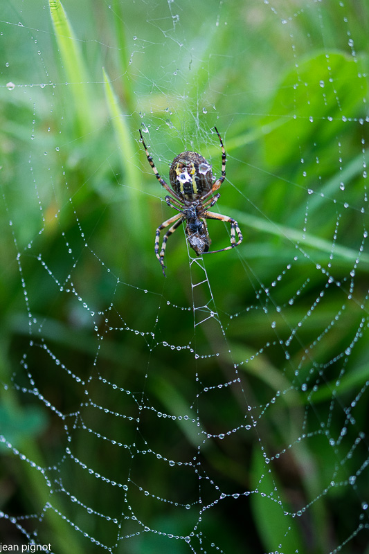 argiope frelon.JPG