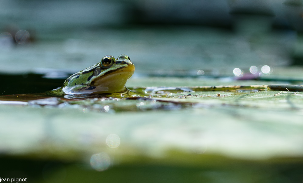 jeune grenouille verte.JPG