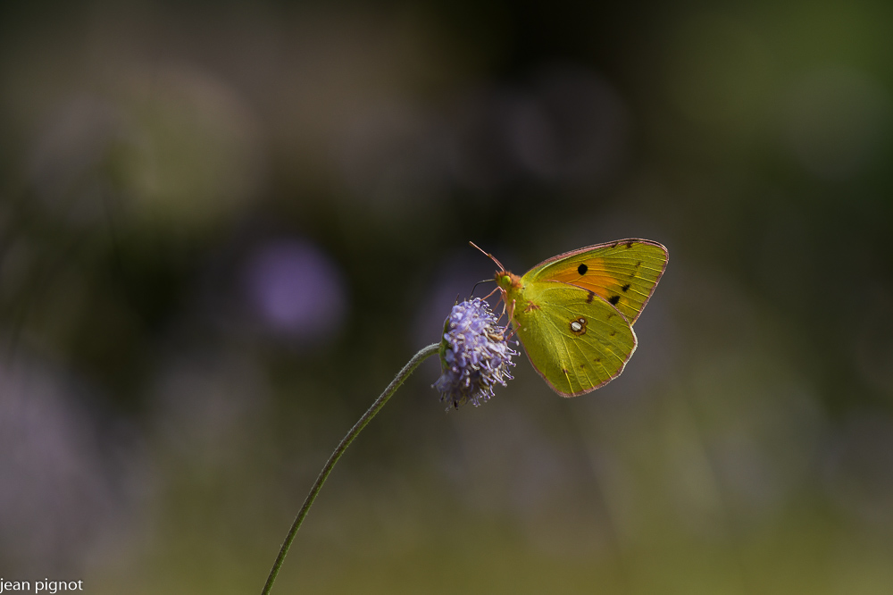 papillon souci.JPG