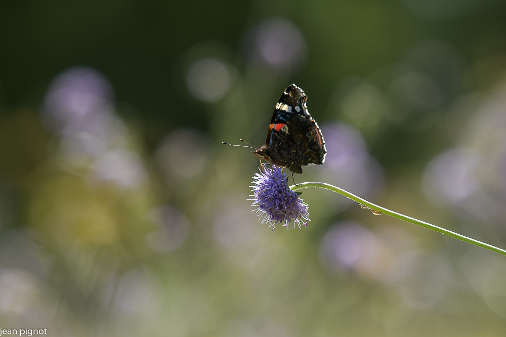 papillon vulcain.JPG